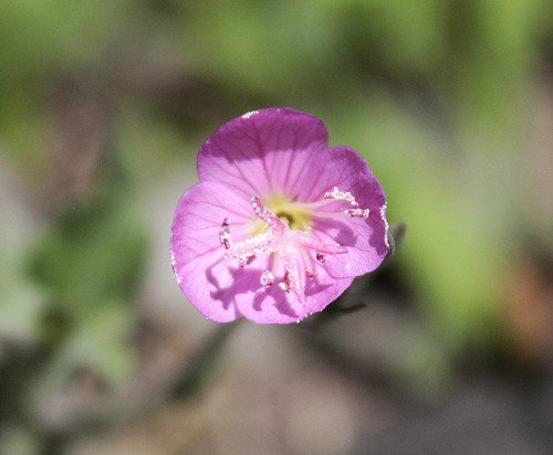 Oenothera image