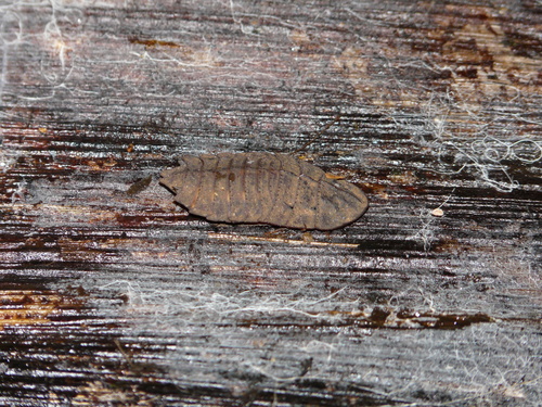 Hyporhicnoda carinata · iNaturalist