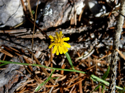 Gutierrezia texana var. glutinosa