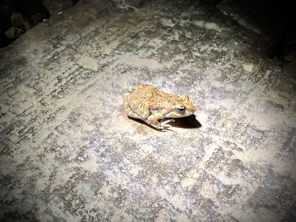 Northern Flinders Ranges Froglet In March 2023 By Bruce Edley · Inaturalist