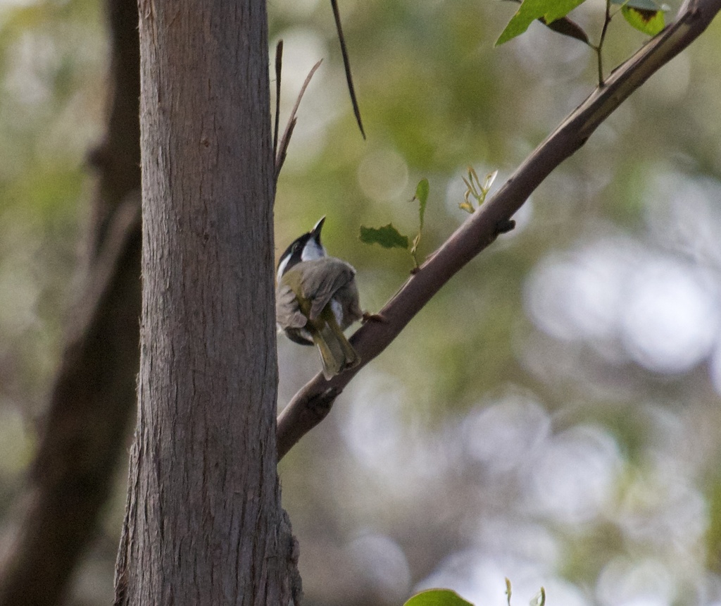 CAIRNS, BRISBANE, SYDNEY And TASMANIA CUSTOM TOURS Australia