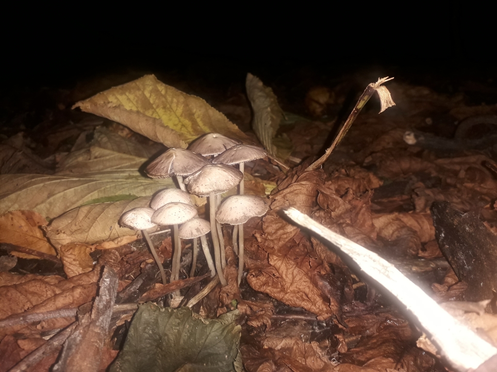 Common Gilled Mushrooms and Allies from Dunedin, NZOT, NZ on April 03