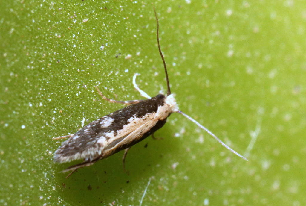 Bird Nest Moth from Pichilemu, O'Higgins, Chile on March 31, 2023 at 06