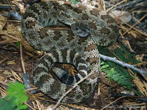 iNaturalist observation photo of Northern Pacific Rattlesnake
