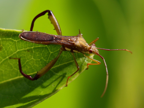 Hyalymenus longispinus · iNaturalist