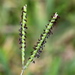 Bahia Grass - Photo (c) Jay L. Keller, all rights reserved, uploaded by Jay L. Keller