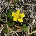 Ranunculus fascicularis - Photo (c) Alex Graeff, כל הזכויות שמורות, הועלה על ידי Alex Graeff