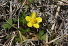 Early Buttercup - Photo (c) Alex Graeff, all rights reserved, uploaded by Alex Graeff