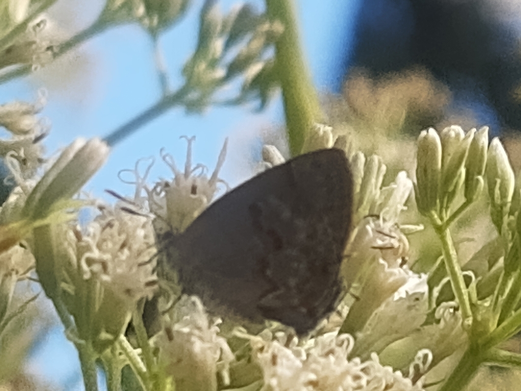 Dicya dicaea from Morro da Cruz, Pato Branco PR, 85505, Brasil on