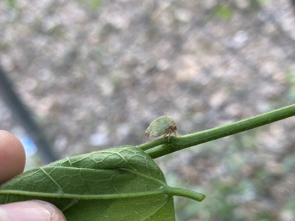 Amastris in April 2023 by David Hernandez · iNaturalist