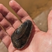 Altamaha Slabshell - Photo (c) Eric Bauer, all rights reserved, uploaded by Eric Bauer