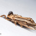 Paulownia Bagworm Moth - Photo (c) Nicky Bay, all rights reserved, uploaded by Nicky Bay
