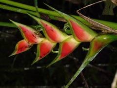 Heliconia wagneriana image