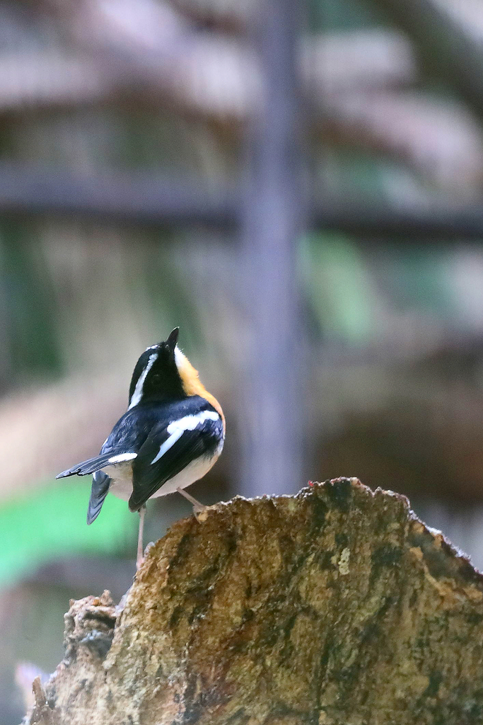 Tanimbar Flycatcher photo