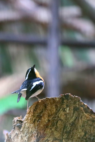 Tanimbar Flycatcher