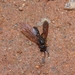 Hermetia cornithorax - Photo (c) ML Alves, כל הזכויות שמורות, הועלה על ידי ML Alves