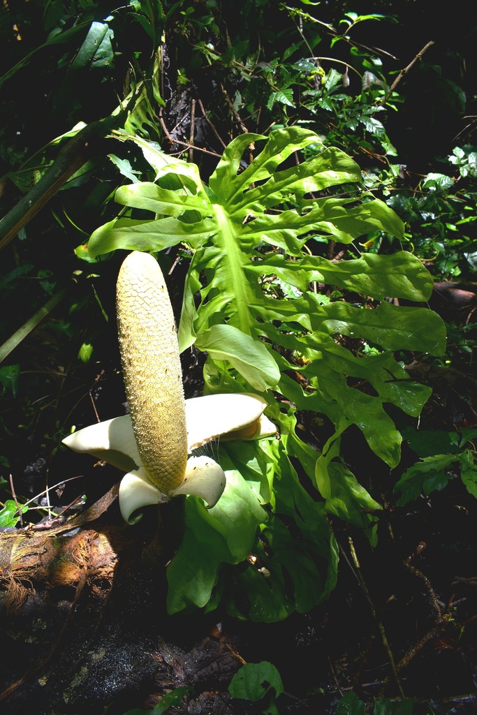philodendron cannifolium Prince of Orange Philodendron – Hey Rooted main image 0