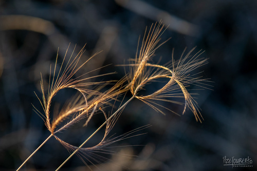 Spider Web Chloris