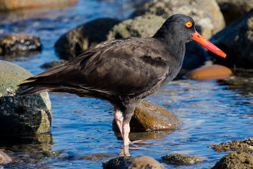 Black Oystercatcher