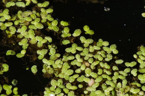 iNaturalist observation photo of Least Duckweed