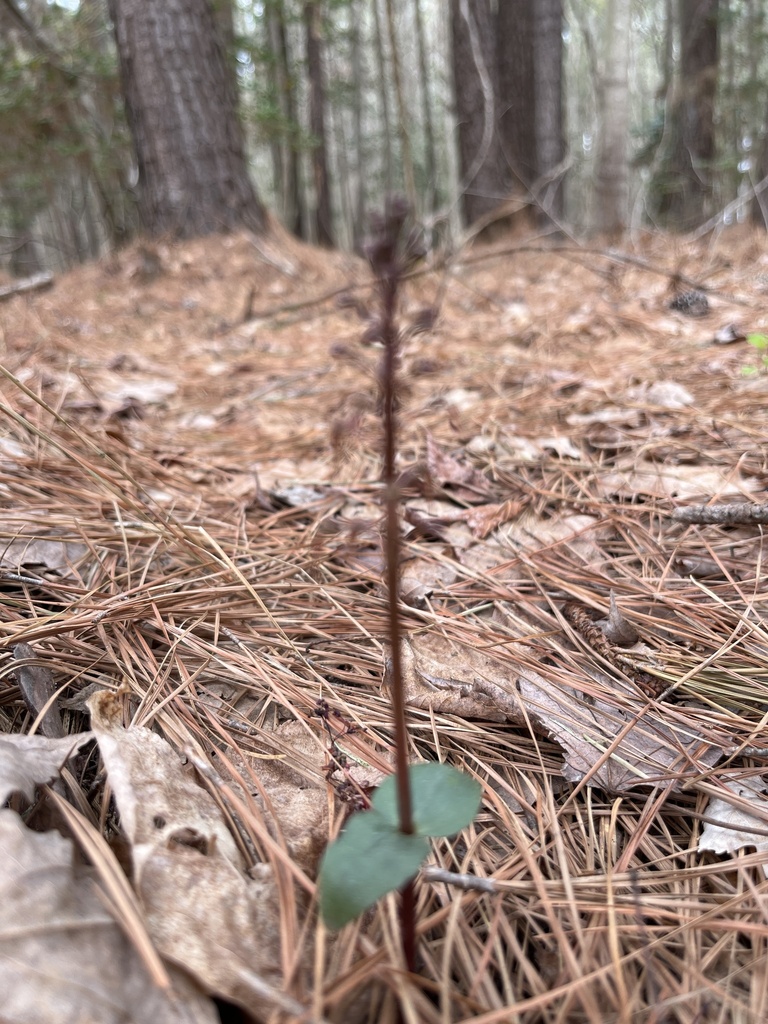 Southern Twayblade from Lexington Park, MD, US on March 31, 2023 at 12: ...