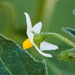 Solanum nigrum nigrum - Photo (c) BJ Stacey, all rights reserved