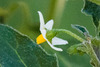 Solanum nigrum nigrum - Photo (c) BJ Stacey, all rights reserved