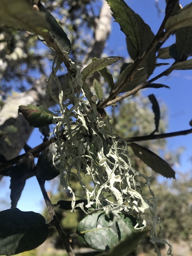 iNaturalist observation photo of Western Strap Lichen