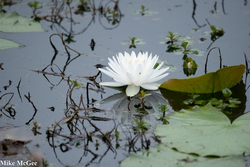 American white waterlily from 14140 Garrett Rd, Houston, TX 77044, USA ...