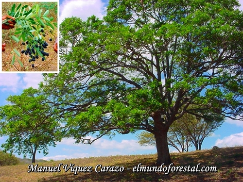 Simarouba glauca - Fruit