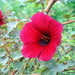 Cranberry Hibiscus - Photo (c) Rajib Maulick, all rights reserved, uploaded by Rajib Maulick