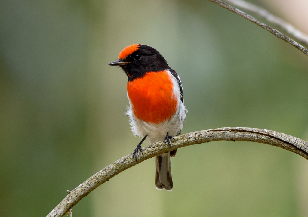 Red-capped Robin photo