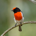 Red-capped Robin - Photo (c) nick_rogers, all rights reserved