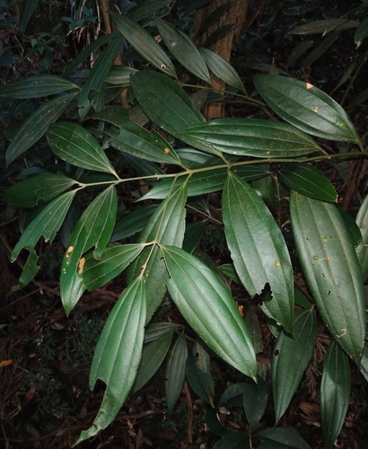 Cinnamomum austrosinense