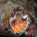 Grand Coral Worm Snail - Photo (c) Emma Brown, all rights reserved, uploaded by Emma Brown