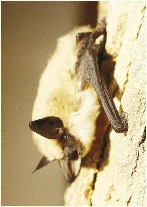 Western Small-footed Myotis (Utah Mammals) · iNaturalist