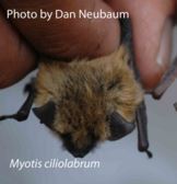 Western Small-footed Myotis (Utah Mammals) · iNaturalist Mexico