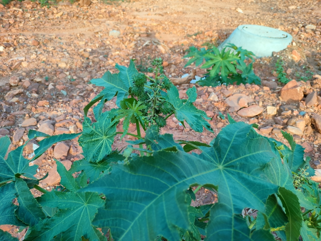 castor bean from PH6R+VR, Chindepalle, Andhra Pradesh 517619, India on