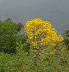Image of Handroanthus chrysanthus