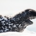Hooded Seal - Photo (c) Michael Schrodt, all rights reserved, uploaded by Michael Schrodt