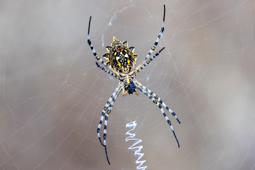 Common Garden Orbweb Spider