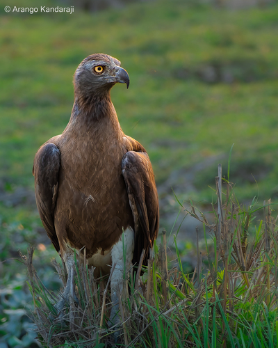 Grey-Headed Fish Eagle (Icthyophaga ichthyaetus) — wildlife photography in India