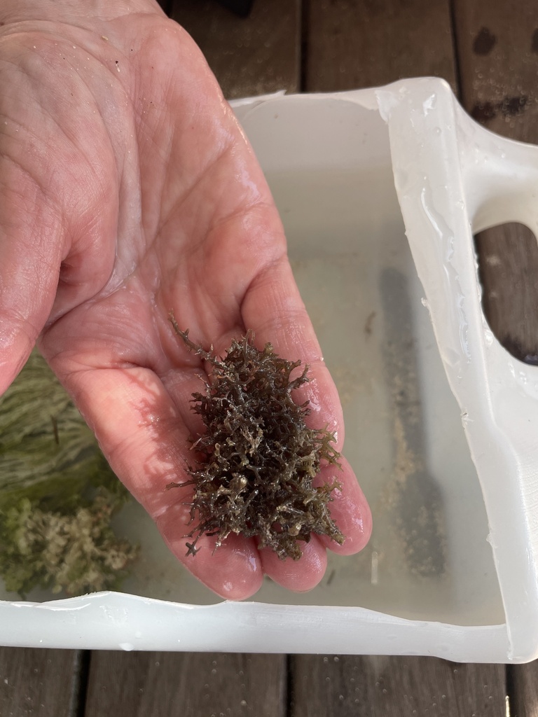 Laurencia brachyclados (Laurencia brachyclados)