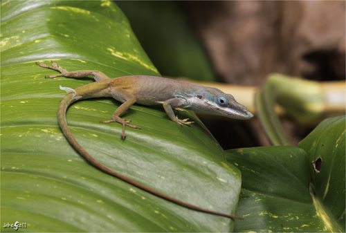 Allison's Anole