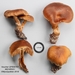 Cortinarius sporagnitus - Photo (c) Jacques Landry, all rights reserved