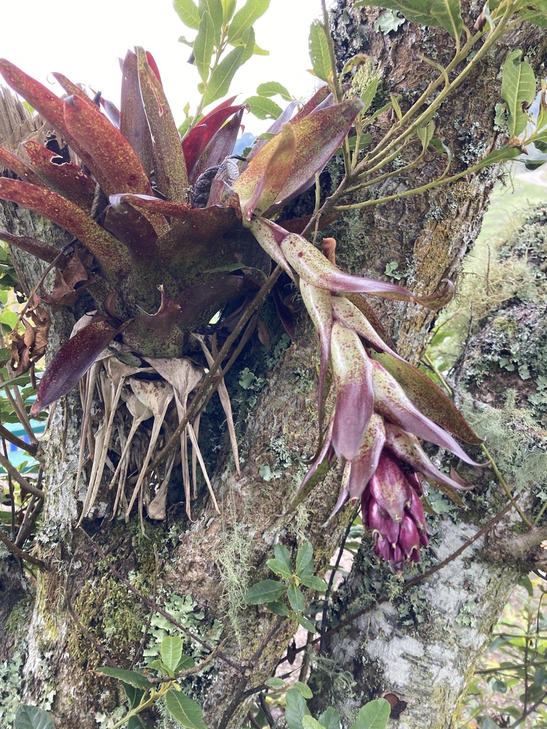 Tillandsia biflora from Penalisa, Bogotá, CO on March 31, 2023 at 01:55 ...