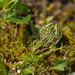 Tibetan Frog - Photo (c) 异草志, all rights reserved, uploaded by 异草志