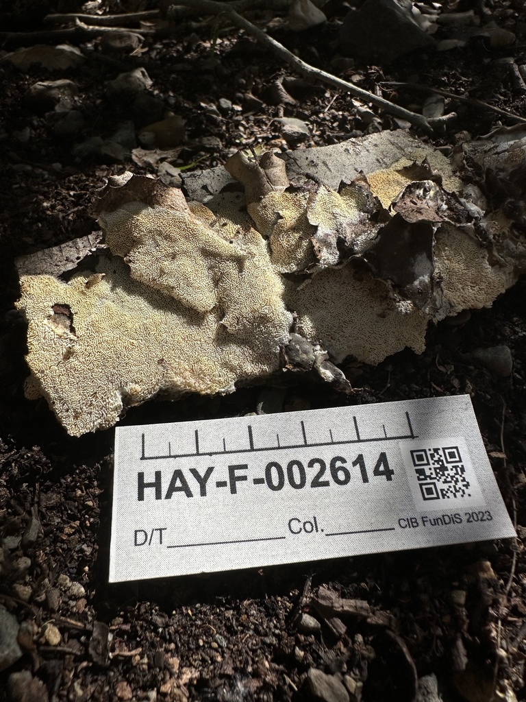 Shelf Fungi From Cleveland National Forest, Silverado, Ca, Us On April 