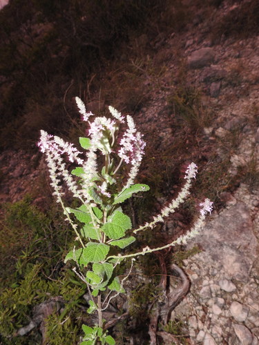 Sweet Stem