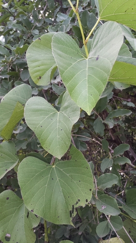 Cissus populnea
